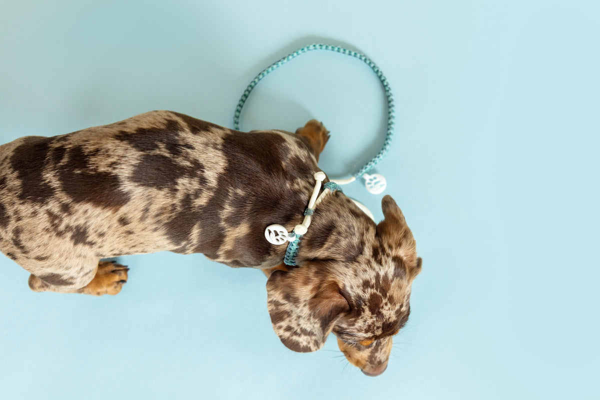 Dog Necklaces