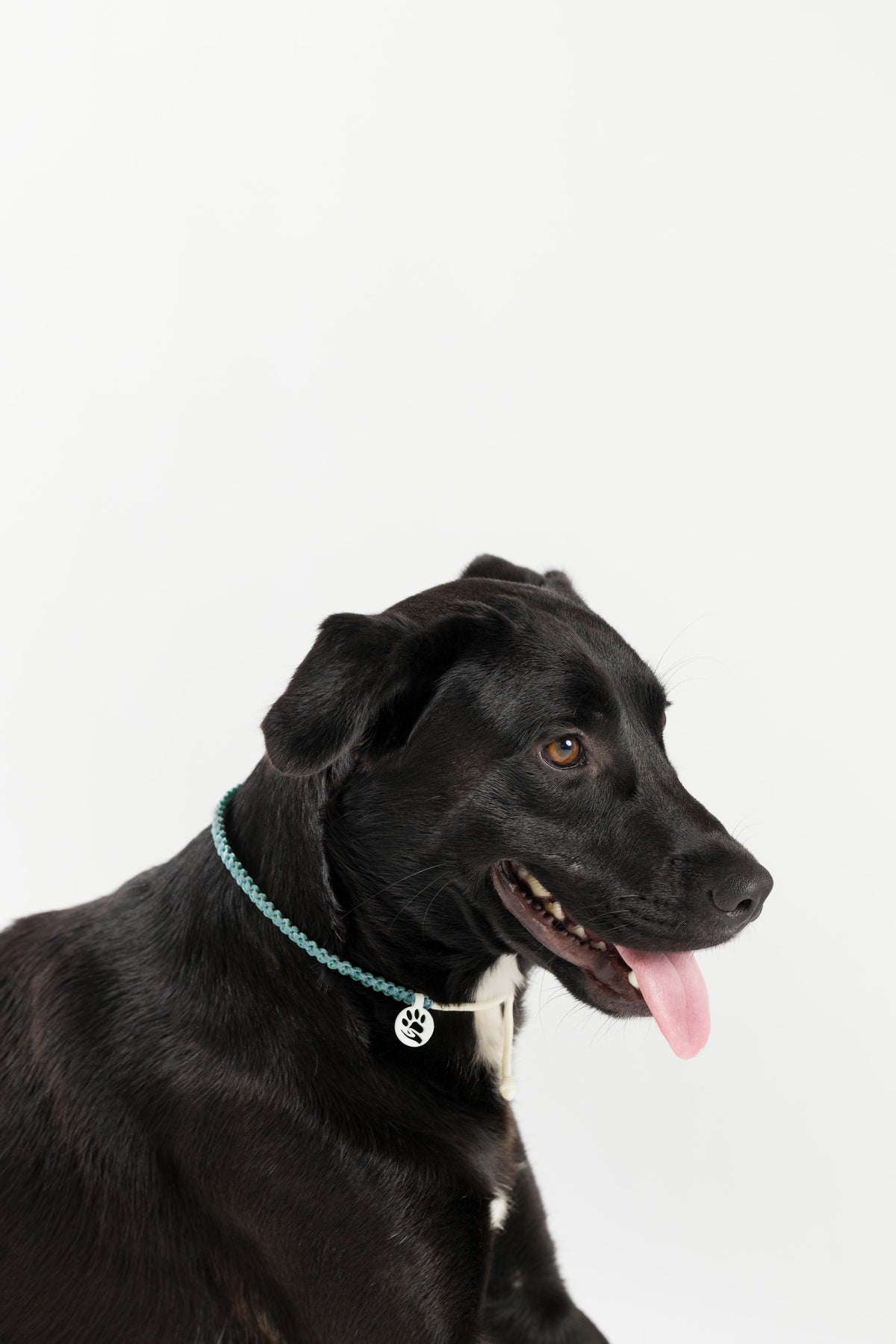 Dog Necklace - Coastal Companion
