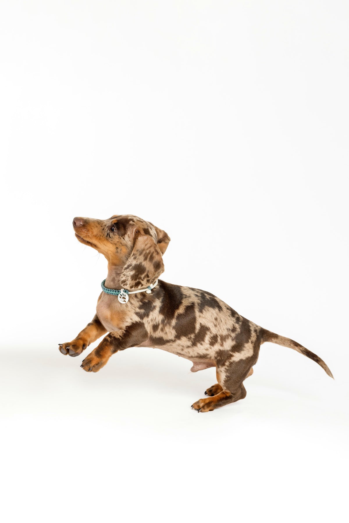 Dog Necklace - Coastal Companion