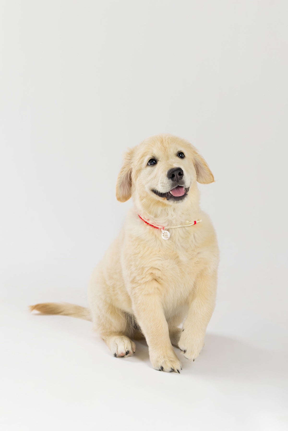 Dog Necklace - Pink Pup Club