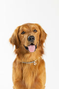 Dog Necklace - Sailor Sidekick